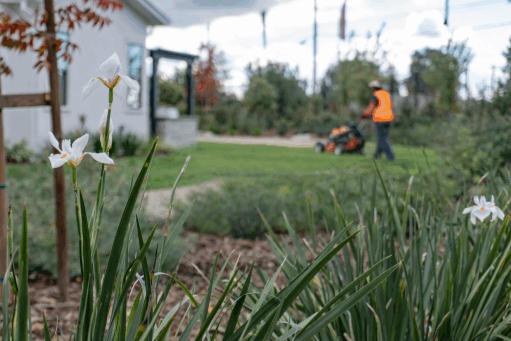 White flowers foreground, worker mowing lawn